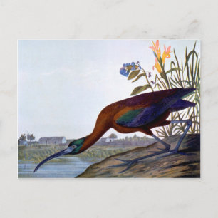 Audubon: Glossy Ibis Briefkaart