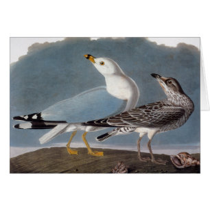 Audubon : Goéland à anneaux