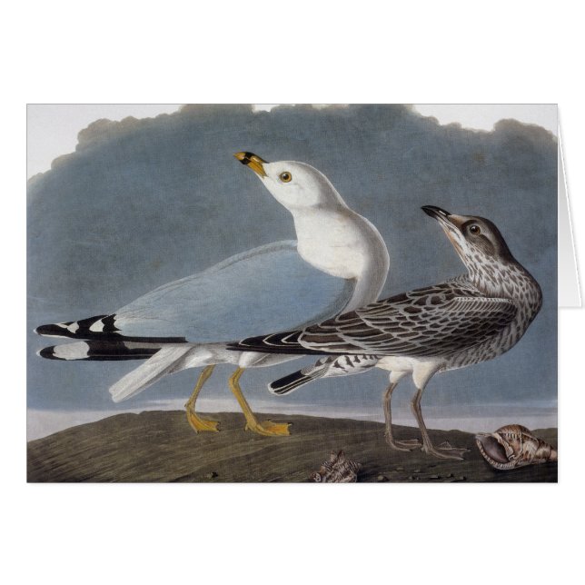 Audubon : Goéland à anneaux (Devant Horizontal)