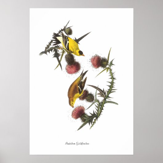 Audubon Goudvinken Vogel Poster (Voorkant)