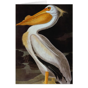 Audubon : Grand pélican blanc