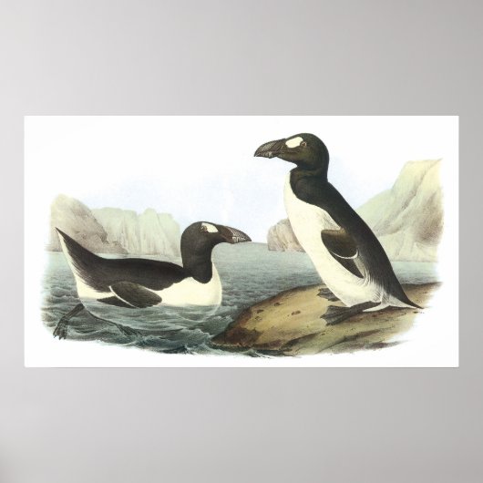 Audubon Great Auk Poster (Voorkant)