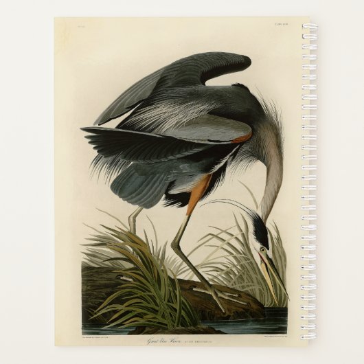 Audubon Great Blue Heron Marsh Bird (Dos)