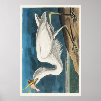 Audubon Great White Heron Poster