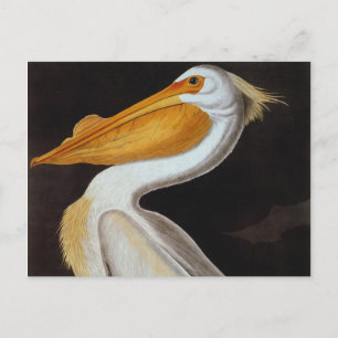 Audubon: Great White Pelican Briefkaart