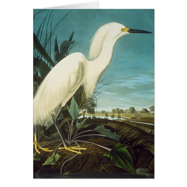 Audubon: gret (Voorkant)