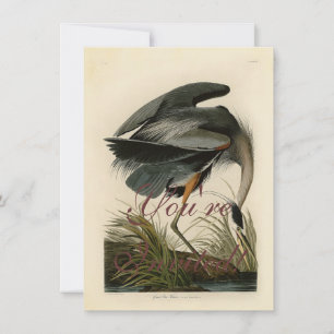 Audubon Grote Blauwe Heron moerasvogel Kaart