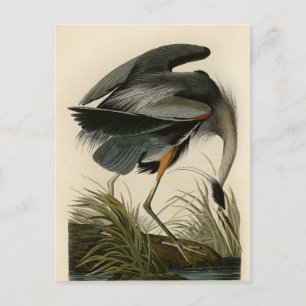 Audubon Grote Blauwe Reiger Moeras Vogel Briefkaart