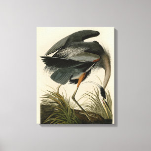 Audubon Grote Blauwe Reiger Moeras Vogel Canvas Afdruk