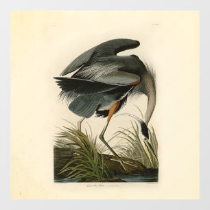 Audubon Grote Blauwe Reiger Moeras Vogel Raamsticker