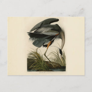 Audubon Grote Blauwe Reiger Moerasvogel Briefkaart