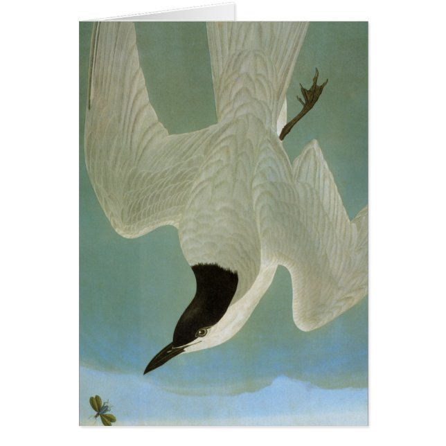 Audubon: Gull-Billing Tern (Voorkant)