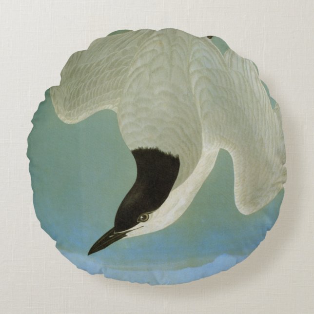 Audubon: Gull-Billing Tern Rond Kussen (Voorkant)