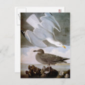 Audubon: Haring Gull Briefkaart (Voorkant / Achterkant)