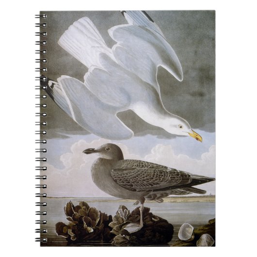 Audubon: Haring Gull Notitieboek (Voorkant)