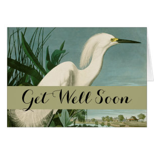 Audubon Héron de neige Oiseaux d'aigrettes blanche