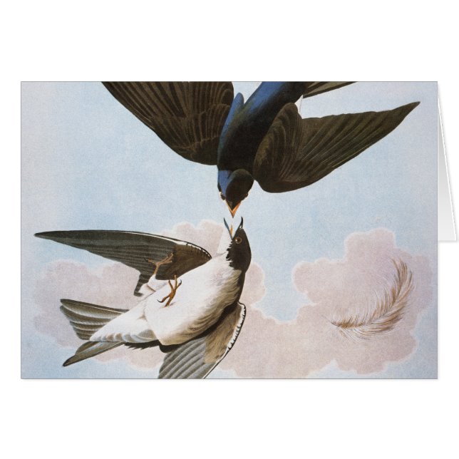 Audubon : Hirondelle d'arbre (Devant Horizontal)