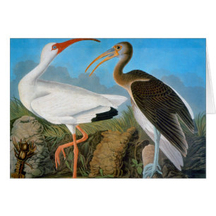 Audubon : Ibis blanc