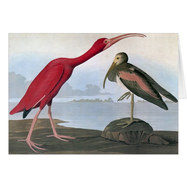 Audubon : Ibis écarlate (Devant Horizontal)