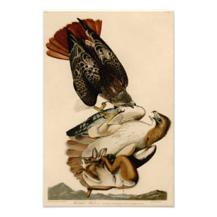 Audubon Illustration Red-tailed Hawk Foto Afdruk