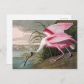  Audubon Illustration Spoonbill Bird Briefkaart (Voorkant / Achterkant)