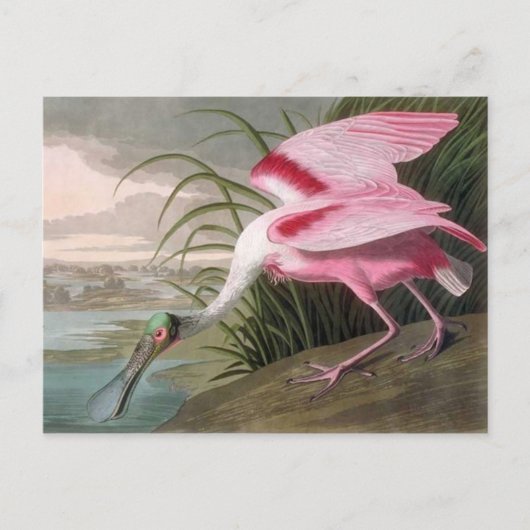  Audubon Illustration Spoonbill Bird Briefkaart (Voorkant)