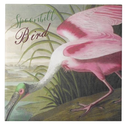  Audubon Illustration Spoonbill Bird Tegeltje (Voorkant)