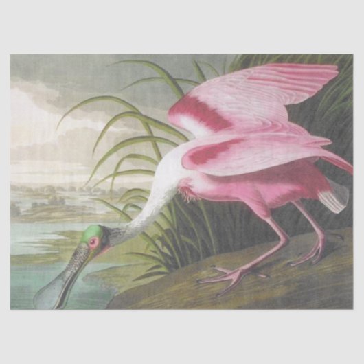  Audubon Illustration Spoonbill Bird Tissuepapier (Voorkant)