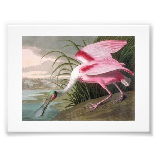 Audubon Illustration Spoonbill Foto Afdruk (Voorkant)