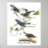 Audubon Indigo Bunting Print (Voorkant)