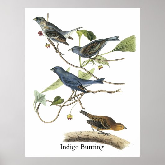 Audubon Indigo Bunting Print (Voorkant)