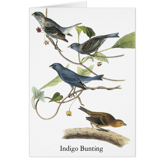 Audubon Indigo Bunting Print (Voorkant)