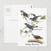 Audubon Indigo Bunting Print Briefkaart (Voorkant / Achterkant)