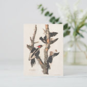 Audubon Ivory-Bled Woodpecker Briefkaart (Staand voorkant)