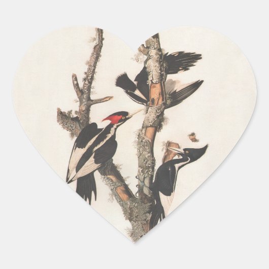Audubon Ivory-Bled Woodpecker Hart Sticker (Voorkant)