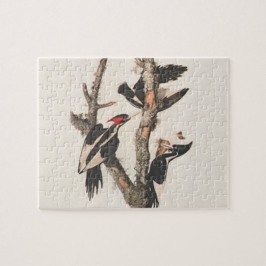Audubon Ivory-Bled Woodpecker Legpuzzel (Horizontaal)