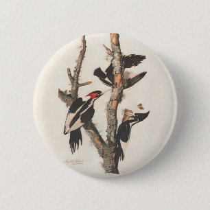 Audubon Ivory-Bled Woodpecker Ronde Button 5,7 Cm