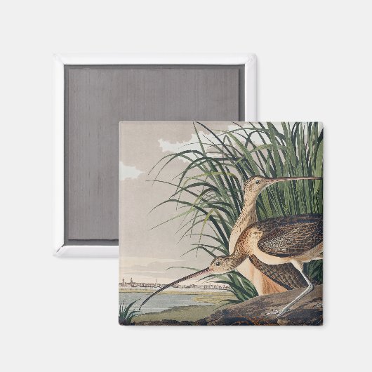 Audubon langsnavelige krulvogel magneet (Voorkant / Achterkant)