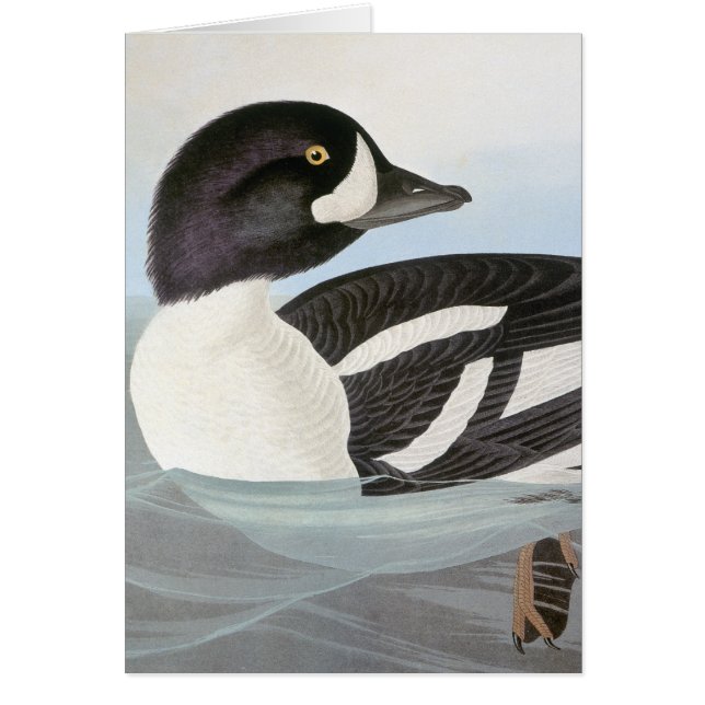 Audubon : Le Goldeneye de la brouette (Devant)
