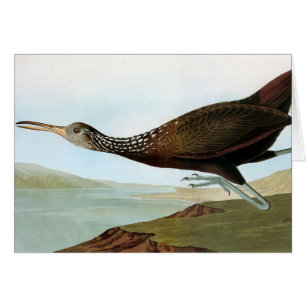 Audubon : Limpkin