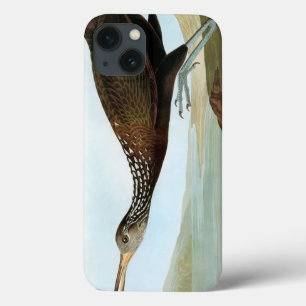 Audubon: Limpkin iPhone 13 Hoesje
