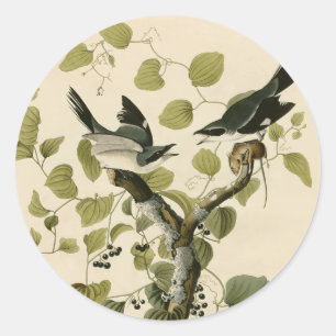  Audubon Loggerhead Shrike Painting Gift Ronde Sticker