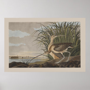 Audubon Long-Billing Curlew Sandpiper Bird Poster