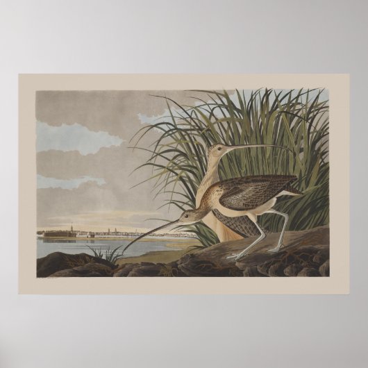 Audubon Long-Billing Curlew Sandpiper Bird Poster (Voorkant)