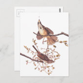 Audubon Long Sparrow Briefkaart (Voorkant / Achterkant)