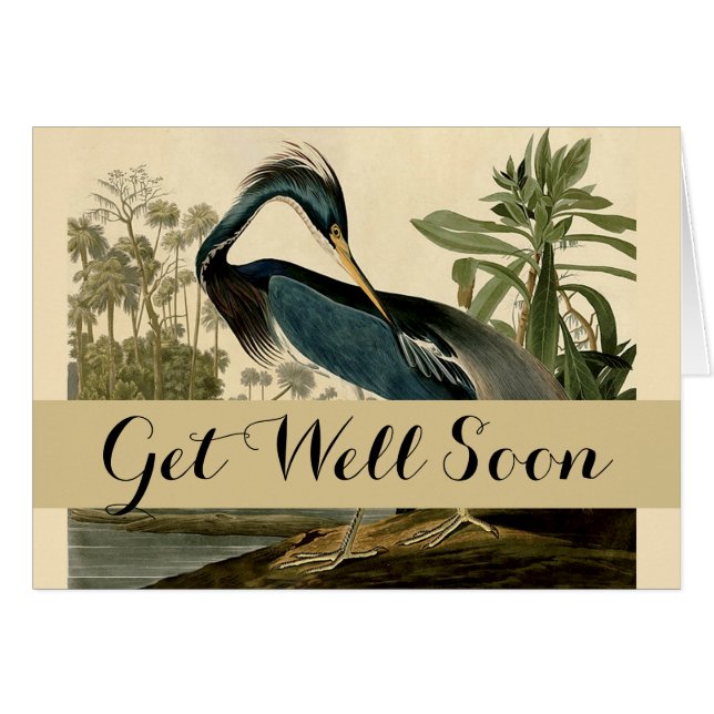 Audubon Louisiana Heron Birds America Art (Voorkant Horizontaal)