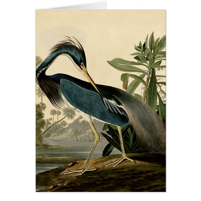 Audubon Louisiana Heron Birds America Art (Devant)