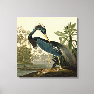Audubon Louisiana Heron Birds America Art Canvas Afdruk