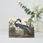 Audubon Louisiana Heron Vogels van Amerika Art Pri Briefkaart (Staand voorkant)