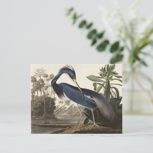 Audubon Louisiana Heron Vogels van Amerika Art Pri Briefkaart (Staand voorkant)